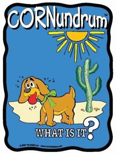 Hotdog Cornundrum - The MAiZE